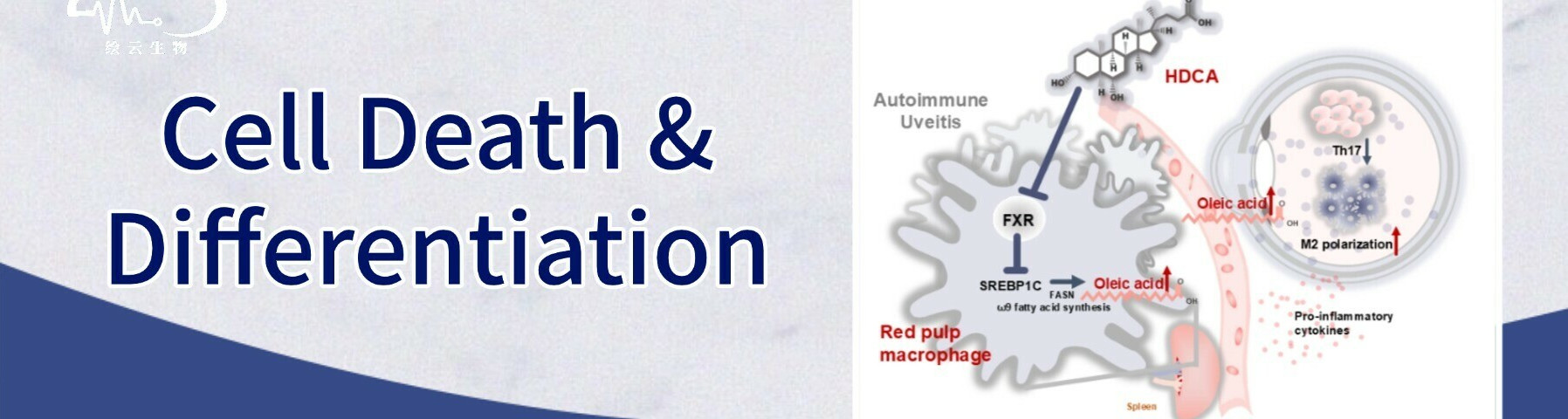 肠道胆汁酸调控“肠-脾-眼”免疫轴，创新自身免疫性葡萄膜炎防治